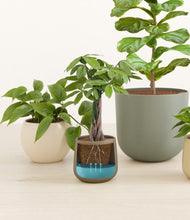 Load image into Gallery viewer, Woodland