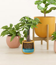 Load image into Gallery viewer, Evening Sky stand:two_stands