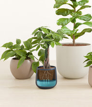 Load image into Gallery viewer, Mountain Top