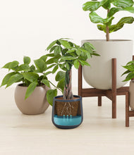 Load image into Gallery viewer, Mountain Top stand:three_stands