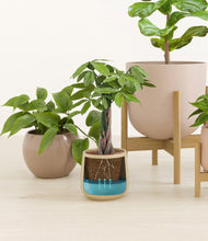 Load image into Gallery viewer, Sandy stand:three_stands