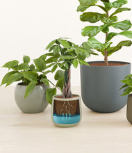 Load image into Gallery viewer, Countryside