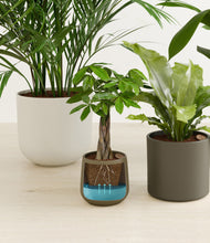 Load image into Gallery viewer, Woodland stand:all