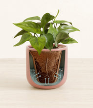 Load image into Gallery viewer, Striped Rose Pink stand:all