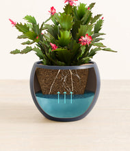 Load image into Gallery viewer, -