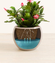 Load image into Gallery viewer, -