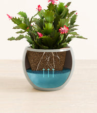 Load image into Gallery viewer, -