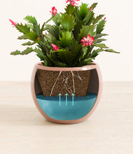 Load image into Gallery viewer, -