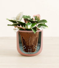 Load image into Gallery viewer, Striped Rose Pink stand:all