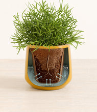 Load image into Gallery viewer, Mustard stand:all