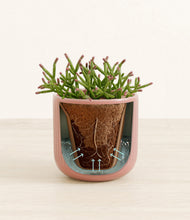 Load image into Gallery viewer, Striped Rose Pink stand:all