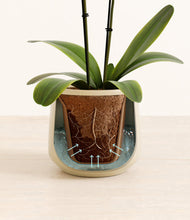 Load image into Gallery viewer, Almond Green