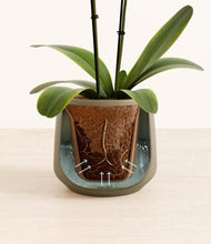 Load image into Gallery viewer, Olive