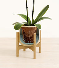 Load image into Gallery viewer, Almond Green stand:bamboo