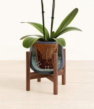 Load image into Gallery viewer, Deep Navy stand:walnut