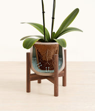 Load image into Gallery viewer, Eternal Gray stand:walnut