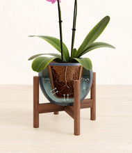 Load image into Gallery viewer, Deep Navy stand:walnut