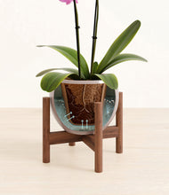 Load image into Gallery viewer, Winter Clouds stand:walnut