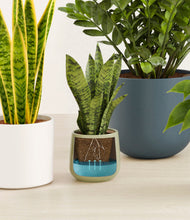 Load image into Gallery viewer, Earthy stand:all