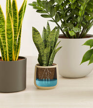 Load image into Gallery viewer, Woodland stand:all