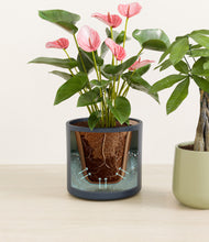 Load image into Gallery viewer, Coastal Breeze stand:all