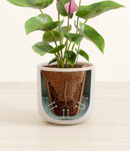 Load image into Gallery viewer, Snowdrift White stand:all