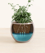 Load image into Gallery viewer, Winter Clouds