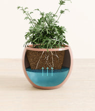 Load image into Gallery viewer, Calm Rose