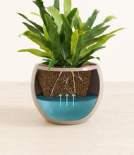 Load image into Gallery viewer, Desert Brown