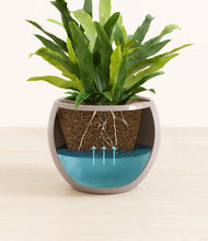 Load image into Gallery viewer, Winter Clouds