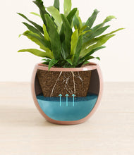 Load image into Gallery viewer, Calm Rose