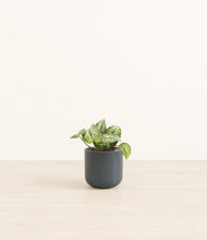 Load image into Gallery viewer, Iron Gray*****Profile