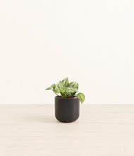 Load image into Gallery viewer, Stone Black*****Profile