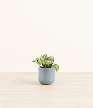 Load image into Gallery viewer, Misty Blue*****Profile
