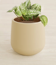 Load image into Gallery viewer, Almond Green stand:all