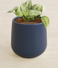 Load image into Gallery viewer, Deep Navy stand:all