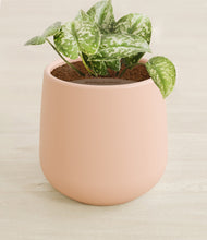 Load image into Gallery viewer, Gentle Pink stand:all