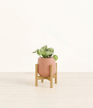 Load image into Gallery viewer, Calm Rose stand:bamboo