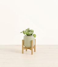 Load image into Gallery viewer, Turquoise stand:bamboo
