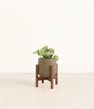 Load image into Gallery viewer, Olive stand:walnut