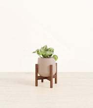 Load image into Gallery viewer, Eternal Gray stand:walnut