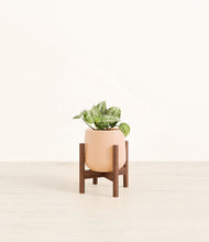 Load image into Gallery viewer, Gentle Pink stand:walnut