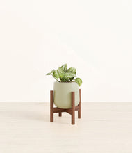 Load image into Gallery viewer, Turquoise stand:walnut