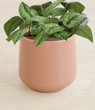 Load image into Gallery viewer, Calm Rose stand:all