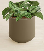 Load image into Gallery viewer, Olive stand:all