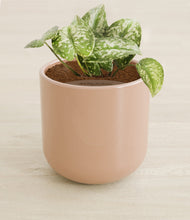 Load image into Gallery viewer, Glossy Pink stand:all
