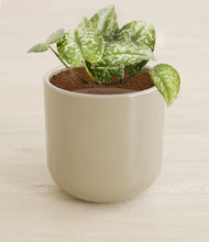 Load image into Gallery viewer, Sage Green stand:all