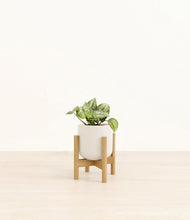 Load image into Gallery viewer, Cotton White stand:bamboo