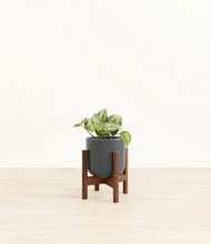 Load image into Gallery viewer, Iron Gray stand:walnut