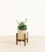 Load image into Gallery viewer, Almond Green stand:walnut
